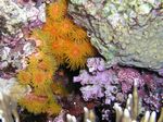 <i>Tubastraea coccinea</i>