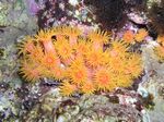 <i>Tubastraea coccinea</i>