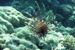 <i>Pterois radiata</i>