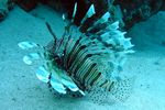 <i>Pterois miles </i>