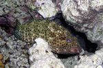 <i>Epinephelus tauvina</i>
