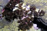 <i>Tubastrea micrantha</i>