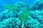 <i>Mulloidichthys vanicolensis </i> (<i> Mulloidichthys martinicus</i>)