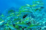 <i>Mulloidichthys vanicolensis </i> (<i> Mulloidichthys martinicus</i>)