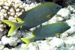 <i>Siganus stellatus laqueus</i>