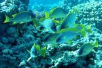 <i>Plectorhinchus gaterinus</i>