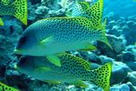 <i>Plectorhinchus gaterinus</i>