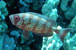 <i>Pricanthus hamrur</i>