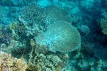 <i>Acropora divaricata</i>