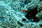 <i>Chromis dimidiata</i>