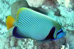 <i>Pomacanthus imperator </i>