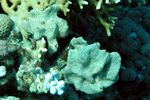 <i> Crella cyathophora </i>