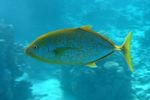 <i> Carangoides bajad</i> yellow var.