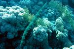 <i>Fistularia commersonii</i>
