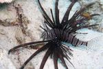 <i>Pterois radiata</i>