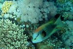 <i>Epibulus insidiator</i>