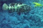 <i>Epinephelus fuscoguttatus</i>
