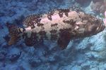 <i>Epinephelus fuscoguttatus</i>