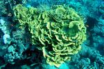 <i>Turbinaria mesenterina </i>