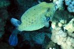 <i>Ostracion cubicus</i>