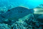 <i>Aluterus scriptus</i>