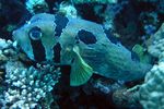 <i>Diodon liturosus </i>