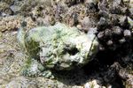 <i>Scorpaenopsis diabolus</i>