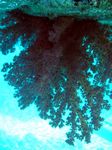 <i>Dendronephtya klunzingeri</i>