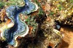 <i>Tridacna squamosa</i>