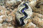 <i>Tridacna squamosa</i>