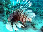 <i>Pterois miles </i>