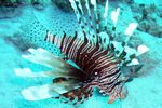 <i>Pterois miles </i>