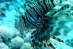<i>Pterois miles </i>