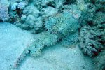 <i>Scorpaenopsis barbatus</i>