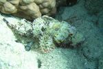 <i>Scorpaenopsis barbatus</i>