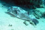 <i>Arothron stellatus</i>