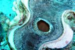 <i>Tridacna squamosa</i>