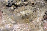 <i>Acanthopleura vaillanti</i>