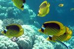 <i> Chaetodon fasciatus</i>
