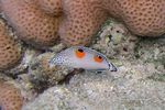 <i>Coris aygula</i>