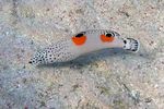 <i>Coris aygula</i> juv.