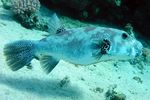 <i>Arothron stellatus</i>