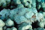 <i>Scorpaenopsis barbatus</i>