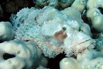 <i>Scorpaenopsis barbatus</i>