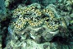 <i>Tridacna squamosa</i>