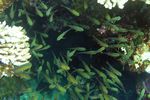 <i>Pempheris schwenkii</i>