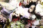 <i>Siphonogorgia mirabilis</i>