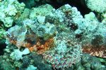 <I>Scorpaenopsis barbatus</I>