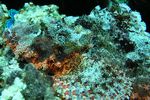 <I>Scorpaenopsis barbatus</I>