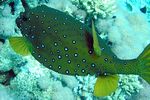 <I>Ostracion cubicus</I> fem.